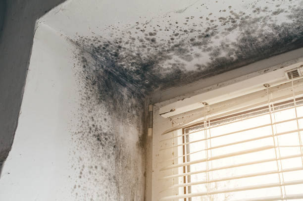 Affordable Mold Cleanup solutions in Zeeland, MI